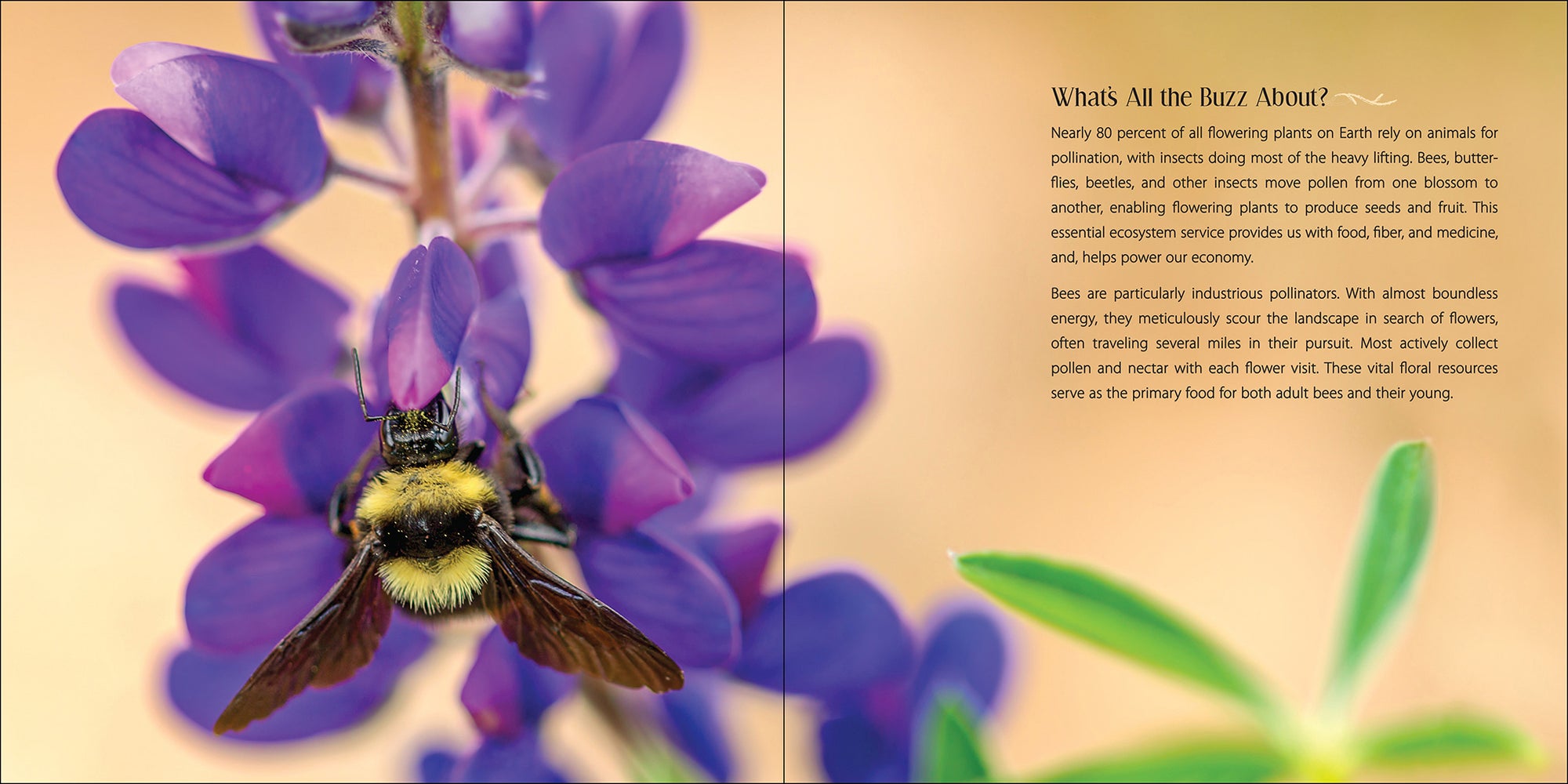 Our Love of Bees Book