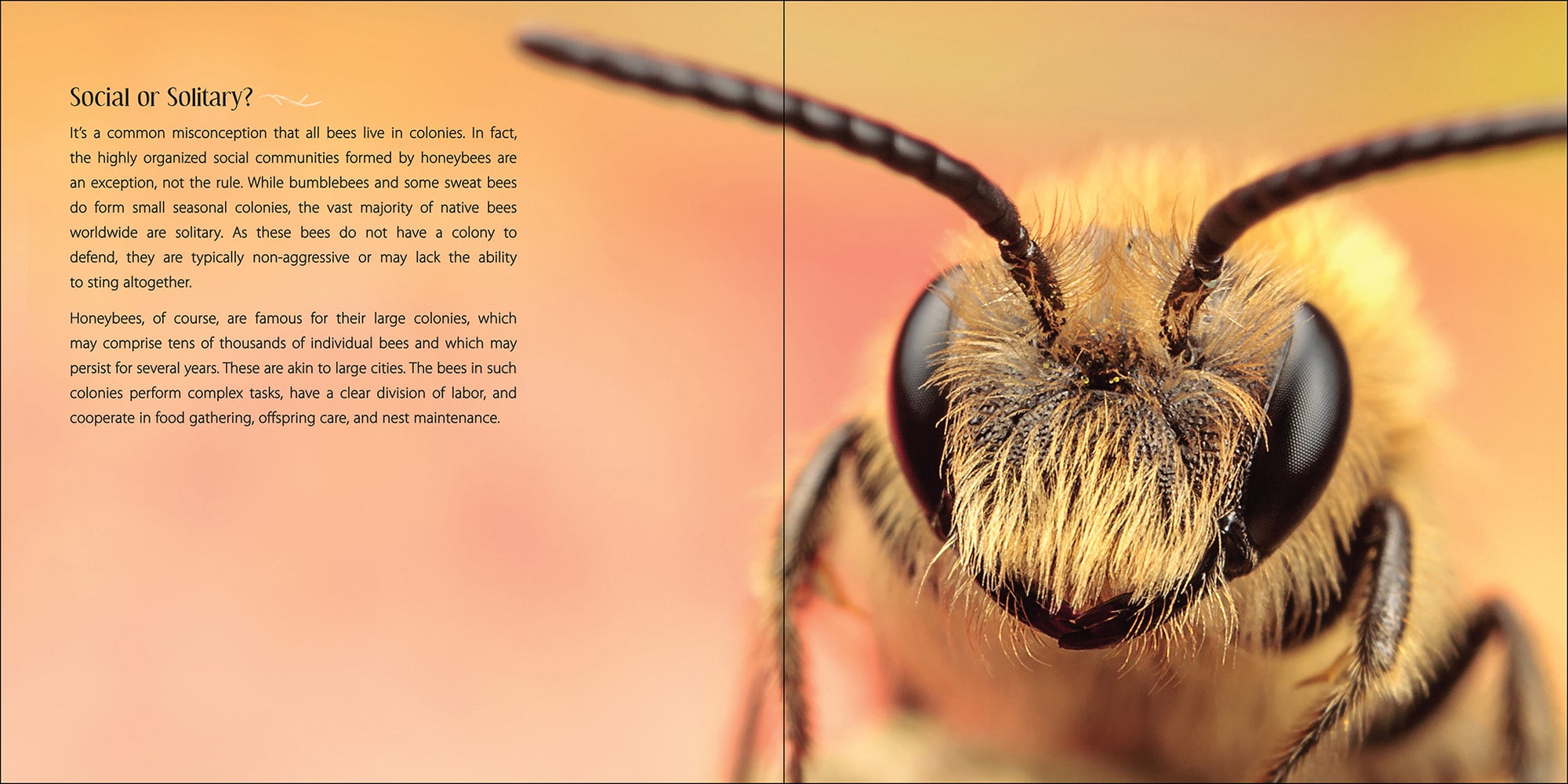 Our Love of Bees Book