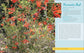 Native Plant Gardening: Southeast