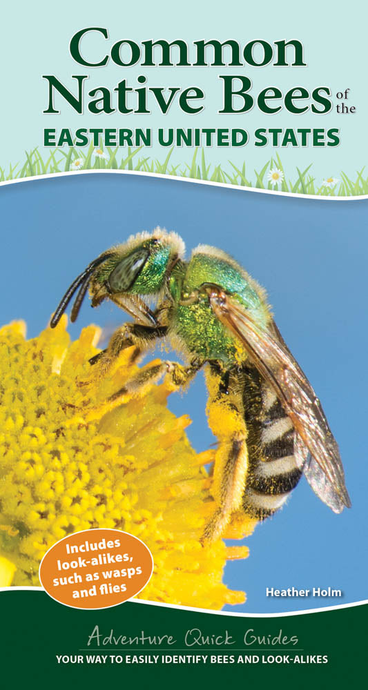Common Native Bees of Eastern US