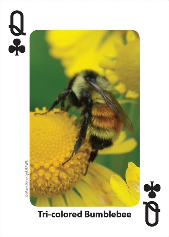 Bees & Butterflies Playing Cards