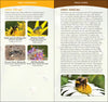 Common Native Bees of Eastern US