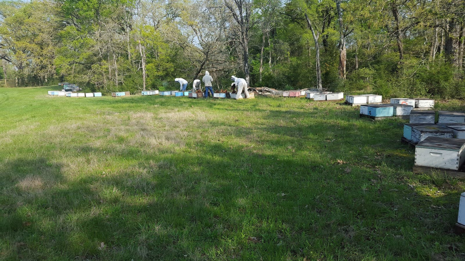 2023 OKLAHOMA NUC NUCLEUS UNMARKED QUEEN