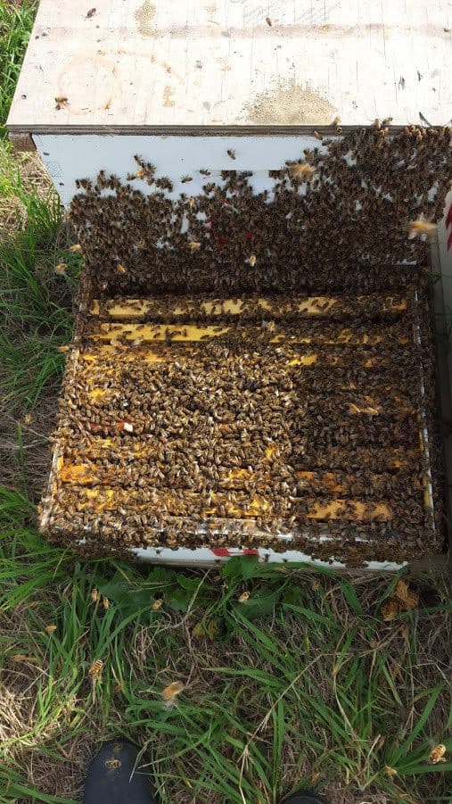 2023 OKLAHOMA NUC NUCLEUS UNMARKED QUEEN