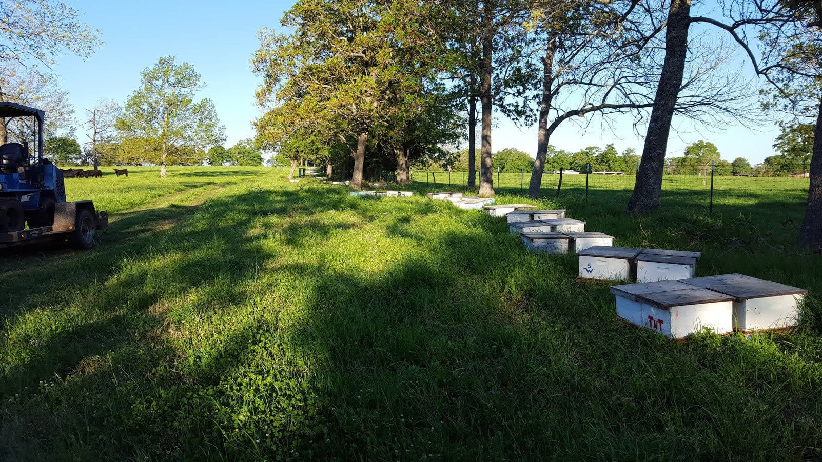 2023 OKLAHOMA NUC NUCLEUS UNMARKED QUEEN