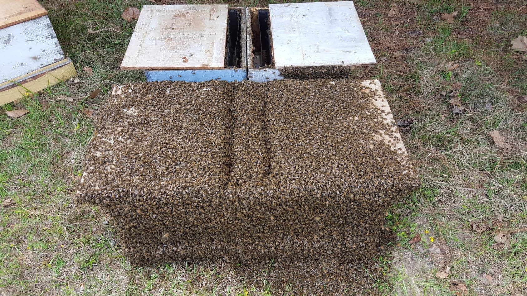 2023 OKLAHOMA NUC NUCLEUS UNMARKED QUEEN