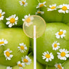 Amborella Seed-bearing Lollipops.