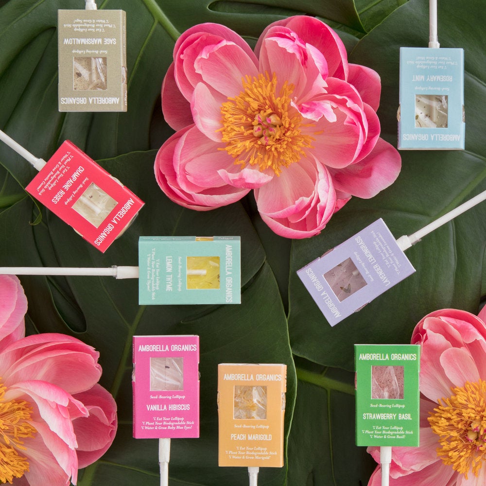 Amborella Seed-bearing Lollipops.